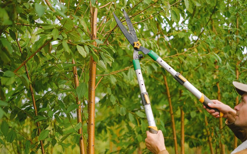 Tree trimming in Minto, ND