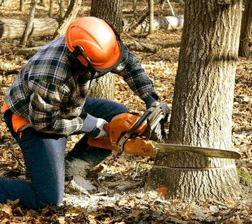 Tree Removal in Minto, ND